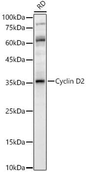 Western Blot: Cyclin D2 Antibody [NBP3-35328] - Western blot analysis of lysates from RD cells, using Cyclin D2 Rabbit pAb at  1:500 dilution.Secondary antibody: HRP-conjugated Goat anti-Rabbit IgG (H+L) at 1:10000 dilution.Lysates/proteins: 25ug per lane.Blocking buffer: 3% nonfat dry milk in TBST.Detection: ECL Enhanced Kit.Exposure time: 60s.