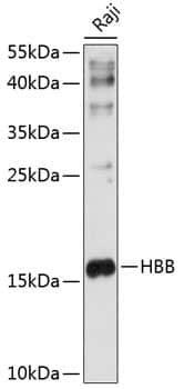 Western Blot: Hemoglobin beta Antibody [NBP3-35330] - Western blot analysis of lysates from Raji cells, using Hemoglobin beta Rabbit pAb at 1:1000 dilution.Secondary antibody: HRP-conjugated Goat anti-Rabbit IgG (H+L) at 1:10000 dilution.Lysates/proteins: 25ug per lane.Blocking buffer: 3% nonfat dry milk in TBST.Detection: ECL Enhanced Kit.Exposure time: 10s.