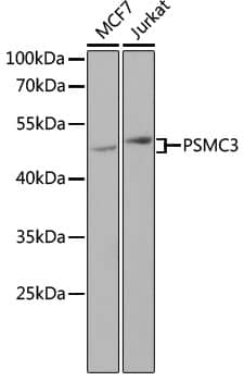 Western Blot: PSMC3 Antibody [NBP3-35333] - Western blot analysis of various lysates using PSMC3 Rabbit pAb at 1:1000 dilution.Secondary antibody: HRP-conjugated Goat anti-Rabbit IgG (H+L) at 1:10000 dilution.Lysates/proteins: 25ug per lane.Blocking buffer: 3% nonfat dry milk in TBST.