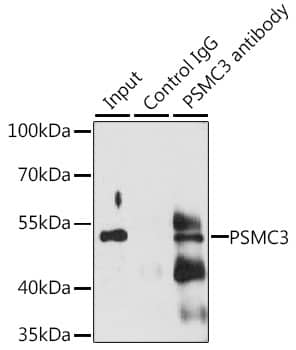 Immunoprecipitation: PSMC3 Antibody [NBP3-35333] - Immunoprecipitation analysis of 200 ug extracts of Jurkat cells, using 3 ug PSMC3 antibody. Western blot was performed from the immunoprecipitate using PSMC3 antibody at a dilution of 1:1000.