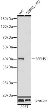 Western Blot: SEPHS1 Antibody [NBP3-35339] - Western blot analysis of various lysates using SEPHS1 Rabbit pAb at 1:1000 dilution.&lt;br/&gt;Secondary antibody: HRP-conjugated Goat anti-Rabbit IgG (H+L) at 1:10000 dilution.&lt;br/&gt;Lysates/proteins: 25ug per lane.&lt;br/&gt;Blocking buffer: 3% nonfat dry milk in TBST.&lt;br/&gt;Detection: ECL Basic Kit.&lt;br/&gt;Exposure time: 30s.