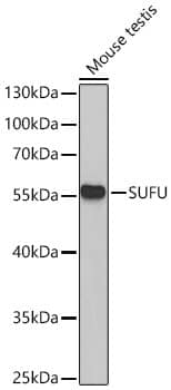 Western Blot: Suppressor of Fused Antibody [NBP3-35342] - Western Blot analysis of lysates from Mouse testis using Suppressor of Fused Rabbit pAbat 1:1000 dilution.Secondary antibody: HRP Goat Anti-Rabbit IgG (H+L) at 1:10000 dilution.Lysates/proteins: 25 ug per lane.Blocking buffer: 3% nonfat dry milk in TBST.Detection: ECL Basic Kit.Exposure time: 90s.