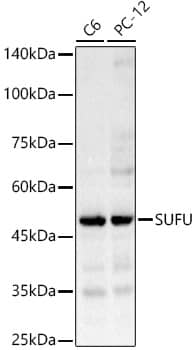 Western Blot Suppressor of Fused Antibody