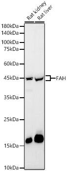 Western Blot: Fumarylacetoacetate hydrolase Antibody [NBP3-35351] - Western blot analysis of various lysates, using Fumarylacetoacetate hydrolase Rabbit pAb at 1:7000 dilution.Secondary antibody: HRP-conjugated Goat anti-Rabbit IgG (H+L) at 1:10000 dilution.Lysates/proteins: 25ug per lane.Blocking buffer: 3% nonfat dry milk in TBST.Detection: ECL Basic Kit.Exposure time: 60s.