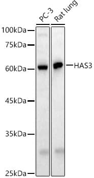 Western Blot Hyaluronan Synthase 3/HAS3 Antibody - BSA Free