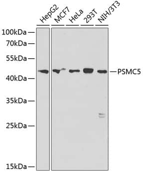 Western Blot: SUG1 Antibody [NBP3-35357] - Western blot analysis of various lysates using SUG1 Rabbit pAb at 1:1000 dilution.Secondary antibody: HRP-conjugated Goat anti-Rabbit IgG (H+L) at 1:10000 dilution.Lysates/proteins: 25ug per lane.Blocking buffer: 3% nonfat dry milk in TBST.