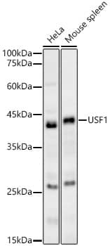 Western Blot: USF1 Antibody [NBP3-35360] - Western blot analysis of various lysates, using USF1 Rabbit pAb at 1:1000 dilution.Secondary antibody: HRP-conjugated Goat anti-Rabbit IgG (H+L) at 1:10000 dilution.Lysates/proteins: 25ug per lane.Blocking buffer: 3% nonfat dry milk in TBST.Detection: ECL Basic Kit.Exposure time: 180s.