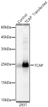 Western Blot TCAP Antibody