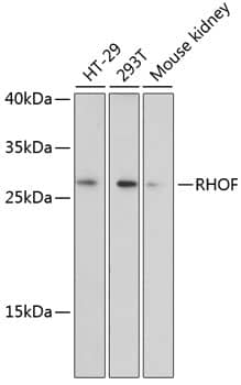 Western Blot: RhoF Antibody [NBP3-35363] - Western blot analysis of various lysates using RhoF Rabbit pAb at 1:3000 dilution.Secondary antibody: HRP-conjugated Goat anti-Rabbit IgG (H+L) at 1:10000 dilution.Lysates/proteins: 25ug per lane.Blocking buffer: 3% nonfat dry milk in TBST.Detection: ECL Enhanced Kit.Exposure time: 90s.