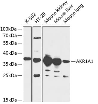 Western Blot: AKR1A1 Antibody [NBP3-35364] - Western blot analysis of various lysates using AKR1A1 Rabbit pAb at 1:1000 dilution.Secondary antibody: HRP-conjugated Goat anti-Rabbit IgG (H+L) at 1:10000 dilution.Lysates/proteins: 25ug per lane.Blocking buffer: 3% nonfat dry milk in TBST.