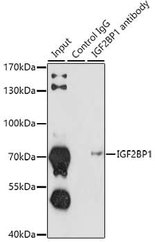 Immunoprecipitation: IGF2BP1 Antibody [NBP3-35366] - Immunoprecipitation analysis of 200 ug extracts of K562 cells using IGF2BP1 antibody. Western blot was performed from the immunoprecipitate using IGF2BP1/IMP1 antibody at a dilution of 1:1000.