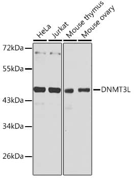 Western Blot: Dnmt3L Antibody [NBP3-35367] - Western blot analysis of various lysates using Dnmt3L Rabbit pAb at 1:1000 dilution.Secondary antibody: HRP-conjugated Goat anti-Rabbit IgG (H+L) at 1:10000 dilution.Lysates/proteins: 25ug per lane.Blocking buffer: 3% nonfat dry milk in TBST.Detection: ECL Basic Kit.Exposure time: 30s.