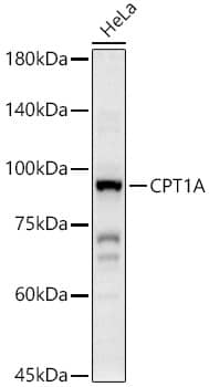 Western Blot: CPT1A Antibody [NBP3-35370] - Western blot analysis of lysates from HeLa cells using CPT1A Rabbit pAb at 1:2000 dilution.Secondary antibody: HRP-conjugated Goat anti-Rabbit IgG (H+L) at 1:10000 dilution.Lysates/proteins: 25 ug per lane.Blocking buffer: 3% nonfat dry milk in TBST.Detection: ECL Basic Kit.Exposure time: 30s.