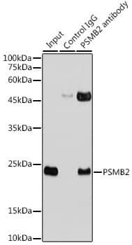 Immunoprecipitation Proteasome 20S beta2 Antibody