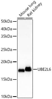 Western Blot: UbcH8/Ube2L6 Antibody [NBP3-35375] - Western blot analysis of various lysates, using UbcH8/Ube2L6 Rabbit pAb at 1:500 dilution.Secondary antibody: HRP-conjugated Goat anti-Rabbit IgG (H+L) at 1:10000 dilution.Lysates/proteins: 25ug per lane.Blocking buffer: 3% nonfat dry milk in TBST.Detection: ECL Basic Kit.Exposure time: 30s.