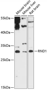 Western Blot: RND1 Antibody [NBP3-35379] - Western blot analysis of various lysates using RND1 Rabbit pAb at 1:3000 dilution.