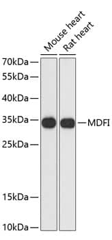 Western Blot: MDFI Antibody [NBP3-35380] - Western blot analysis of various lysates using MDFI Rabbit pAb at 1:3000 dilution.