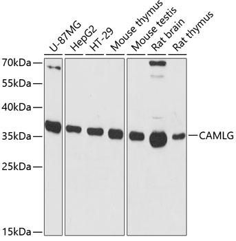 Western Blot: CAMLG Antibody [NBP3-35381] - Western blot analysis of various lysates using CAMLG Rabbit pAb at 1:3000 dilution.Secondary antibody: HRP-conjugated Goat anti-Rabbit IgG (H+L) at 1:10000 dilution.Lysates/proteins: 25ug per lane.Blocking buffer: 3% nonfat dry milk in TBST.Detection: ECL Basic Kit.Exposure time: 90s.