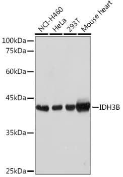 Western Blot: IDH3B Antibody [NBP3-35384] - Western blot analysis of various lysates using IDH3B Rabbit pAb at 1:1000 dilution.Secondary antibody: HRP-conjugated Goat anti-Rabbit IgG (H+L) at 1:10000 dilution.Lysates/proteins: 25ug per lane.Blocking buffer: 3% nonfat dry milk in TBST.Detection: ECL Basic Kit.Exposure time: 1s.