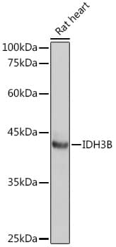 Western Blot: IDH3B Antibody [NBP3-35384] - Western blot analysis of lysates from Rat heart, using IDH3B Rabbit pAb at 1:1000 dilution.Secondary antibody: HRP-conjugated Goat anti-Rabbit IgG (H+L) at 1:10000 dilution.Lysates/proteins: 25ug per lane.Blocking buffer: 3% nonfat dry milk in TBST.Detection: ECL Basic Kit.Exposure time: 1s.