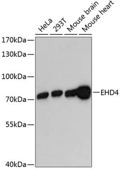 Western Blot: EHD4 Antibody [NBP3-35385] - Western blot analysis of various lysates using EHD4 Rabbit pAb at 1:3000 dilution.Secondary antibody: HRP-conjugated Goat anti-Rabbit IgG (H+L) at 1:10000 dilution.Lysates/proteins: 25ug per lane.Blocking buffer: 3% nonfat dry milk in TBST.Detection: ECL Basic Kit.Exposure time: 90s.