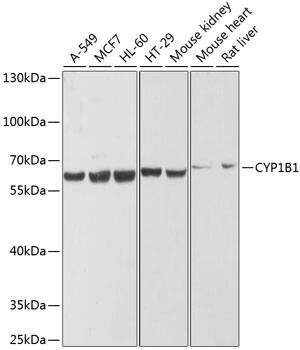 Western Blot: CYP1B1 Antibody [NBP3-35386] - Western blot analysis of various lysates using CYP1B1 Rabbit pAb at 1:1000 dilution.Secondary antibody: HRP-conjugated Goat anti-Rabbit IgG (H+L) at 1:10000 dilution.Lysates/proteins: 25ug per lane.Blocking buffer: 3% nonfat dry milk in TBST.Detection: ECL Enhanced Kit.Exposure time: 5s.