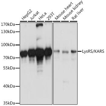 Western Blot: Lysyl tRNA synthetase Antibody [NBP3-35387] - Western blot analysis of various lysates using Lysyl tRNA synthetase Rabbit pAb at 1:3000 dilution.Secondary antibody: HRP-conjugated Goat anti-Rabbit IgG (H+L) at 1:10000 dilution.Lysates/proteins: 25ug per lane.Blocking buffer: 3% nonfat dry milk in TBST.Detection: ECL Basic Kit.Exposure time: 3s.