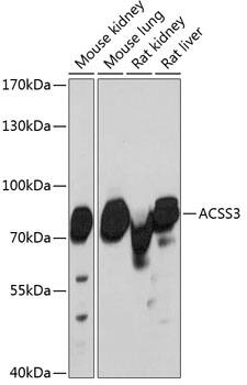 Western Blot FLJ21963 Antibody - BSA Free