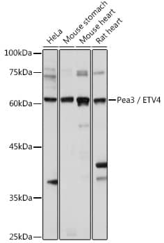 Western Blot Pea3 Antibody