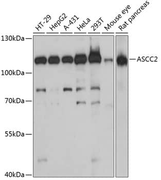 Western Blot: ASCC2 Antibody [NBP3-35391] - Western blot analysis of various lysates using ASCC2 Rabbit pAb at 1:3000 dilution.Secondary antibody: HRP-conjugated Goat anti-Rabbit IgG (H+L) at 1:10000 dilution.Lysates/proteins: 25ug per lane.Blocking buffer: 3% nonfat dry milk in TBST.Detection: ECL Basic Kit.Exposure time: 60s.