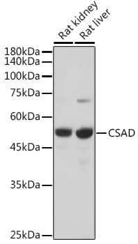 Western Blot: CSAD Antibody [NBP3-35392] - Western blot analysis of various lysates using CSAD Rabbit pAb at 1:5000 dilution.Secondary antibody: HRP-conjugated Goat anti-Rabbit IgG (H+L) at 1:10000 dilution.Lysates/proteins: 25ug per lane.Blocking buffer: 3% nonfat dry milk in TBST.Detection: ECL Basic Kit.Exposure time: 10s.