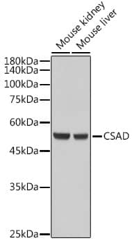 Western Blot: CSAD Antibody [NBP3-35392] - Western blot analysis of various lysates using CSAD Rabbit pAb at 1:5000 dilution.Secondary antibody: HRP-conjugated Goat anti-Rabbit IgG (H+L) at 1:10000 dilution.Lysates/proteins: 25ug per lane.Blocking buffer: 3% nonfat dry milk in TBST.Detection: ECL Basic Kit.Exposure time: 1s.