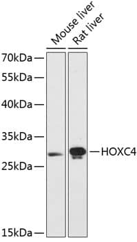 Western Blot: HOXC4 Antibody [NBP3-35394] - Western blot analysis of various lysates using HOXC4 Rabbit pAb at 1:3000 dilution.Secondary antibody: HRP-conjugated Goat anti-Rabbit IgG (H+L) at 1:10000 dilution.Lysates/proteins: 25ug per lane.Blocking buffer: 3% nonfat dry milk in TBST.Detection: ECL Enhanced Kit.Exposure time: 90s.