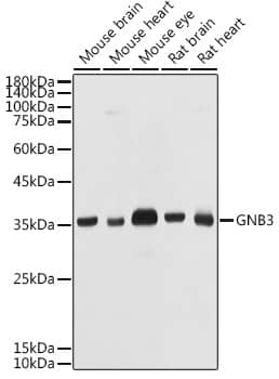 Western Blot: GNB3 Antibody [NBP3-35397] - Western blot analysis of various lysates using GNB3 Rabbit pAb at 1:1000 dilution.Secondary antibody: HRP-conjugated Goat anti-Rabbit IgG (H+L) at 1:10000 dilution.Lysates/proteins: 25ug per lane.Blocking buffer: 3% nonfat dry milk in TBST.Detection: ECL Basic Kit.Exposure time: 10s.