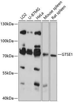 Western Blot GTSE1 Antibody - BSA Free