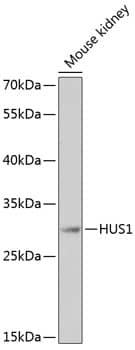 Western Blot HUS1 Antibody - BSA Free