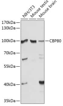 Western Blot: NCBP1 Antibody [NBP3-35402] - Western blot analysis of various lysates using NCBP1 Rabbit pAb at 1:1000 dilution.Secondary antibody: HRP-conjugated Goat anti-Rabbit IgG (H+L) at 1:10000 dilution.Lysates/proteins: 25ug per lane.Blocking buffer: 3% nonfat dry milk in TBST.Detection: ECL Basic Kit.Exposure time: 5s.