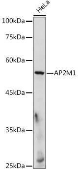 Western Blot: AP2M1 Antibody [NBP3-35403] - Western blot analysis of lysates from HeLa cells, using AP2M1 Rabbit pAb at 1:500 dilution.Secondary antibody: HRP-conjugated Goat anti-Rabbit IgG (H+L) at 1:10000 dilution.Lysates/proteins: 25ug per lane.Blocking buffer: 3% nonfat dry milk in TBST.Detection: ECL Basic Kit.Exposure time: 180s.