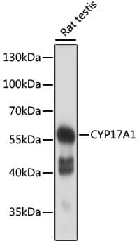 Western Blot: Cytochrome P450 17A1 Antibody [NBP3-35404] - Western blot analysis of lysates from rat testis, using Cytochrome P450 17A1 Rabbit pAb at 1:500 dilution.Secondary antibody: HRP-conjugated Goat anti-Rabbit IgG (H+L) at 1:10000 dilution.Lysates/proteins: 25ug per lane.Blocking buffer: 3% nonfat dry milk in TBST.Detection: ECL Basic Kit.Exposure time: 10s.