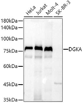 Western Blot: DGK-alpha Antibody [NBP3-35405] - Western blot analysis of various lysates using DGK-alpha Rabbit pAb at  1:500 dilution.Secondary antibody: HRP-conjugated Goat anti-Rabbit IgG (H+L) at 1:10000 dilution.Lysates/proteins: 25ug per lane.Blocking buffer: 3% nonfat dry milk in TBST.Detection: ECL Basic Kit.Exposure time: 20s.