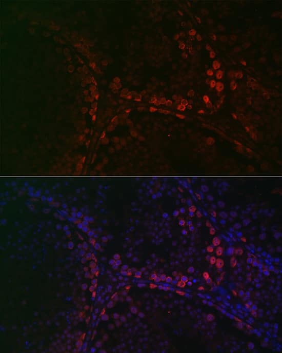 Immunocytochemistry/ Immunofluorescence: DAZL Antibody [NBP3-35406] - Immunofluorescence analysis of paraffin-embedded mouse testis using DAZL Rabbit pAb at dilution of 1:100 (40x lens). Secondary antibody: Cy3-conjugated Goat anti-Rabbit IgG (H+L) at 1:500 dilution. Blue: DAPI for nuclear staining.