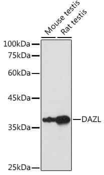 Western Blot: DAZL Antibody [NBP3-35406] - Western blot analysis of various lysates using DAZL Rabbit pAb at 1:1000 dilution.Secondary antibody: HRP-conjugated Goat anti-Rabbit IgG (H+L) at 1:10000 dilution.Lysates/proteins: 25ug per lane.Blocking buffer: 3% nonfat dry milk in TBST.Detection: ECL Basic Kit.Exposure time: 10s.