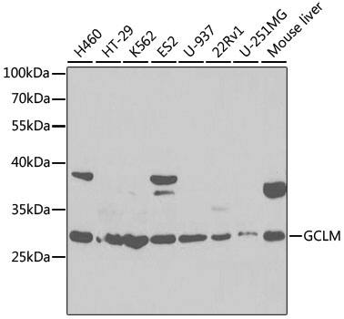 Western Blot: GCLM Antibody [NBP3-35408] - Western blot analysis of various lysates using GCLM Rabbit pAb at 1:1000 dilution.Secondary antibody: HRP-conjugated Goat anti-Rabbit IgG (H+L) at 1:10000 dilution.Lysates/proteins: 25ug per lane.Blocking buffer: 3% nonfat dry milk in TBST.Detection: ECL Basic Kit.