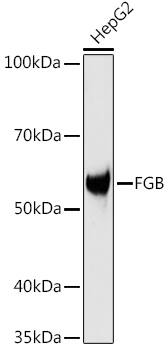 Western Blot: Fibrinopeptide B Antibody [NBP3-35409] - Western blot analysis of lysates from HepG2 cells, using Fibrinopeptide B Rabbit pAb at 1:1000 dilution.Secondary antibody: HRP-conjugated Goat anti-Rabbit IgG (H+L) at 1:10000 dilution.Lysates/proteins: 25ug per lane.Blocking buffer: 3% nonfat dry milk in TBST.Detection: ECL Basic Kit.Exposure time: 10s.