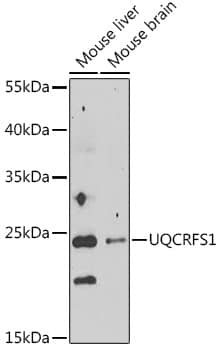 Western Blot: UQCRFS1 Antibody [NBP3-35412] - Western blot analysis of various lysates using UQCRFS1 Rabbit pAb at 1:1000 dilution.Secondary antibody: HRP-conjugated Goat anti-Rabbit IgG (H+L) at 1:10000 dilution.Lysates/proteins: 25ug per lane.Blocking buffer: 3% nonfat dry milk in TBST.Detection: ECL Basic Kit.Exposure time: 90s.