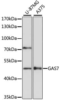 Western Blot: GAS7 Antibody [NBP3-35418] - Western blot analysis of various lysates using GAS7 Rabbit pAb at 1:3000 dilution.Secondary antibody: HRP-conjugated Goat anti-Rabbit IgG (H+L) at 1:10000 dilution.Lysates/proteins: 25ug per lane.Blocking buffer: 3% nonfat dry milk in TBST.Detection: ECL Basic Kit.Exposure time: 90s.