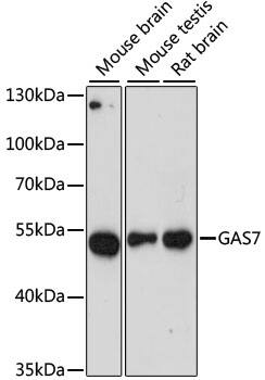 Western Blot: GAS7 Antibody [NBP3-35418] - Western blot analysis of various lysates using GAS7 Rabbit pAb at 1:3000 dilution.Secondary antibody: HRP-conjugated Goat anti-Rabbit IgG (H+L) at 1:10000 dilution.Lysates/proteins: 25ug per lane.Blocking buffer: 3% nonfat dry milk in TBST.Detection: ECL Enhanced Kit.Exposure time: 90s.