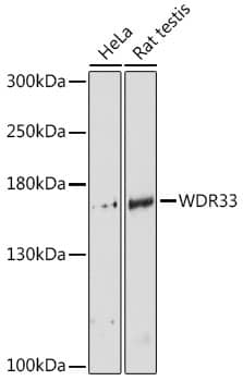 Western Blot: WDR33 Antibody [NBP3-35420] - Western blot analysis of various lysates using WDR33 Rabbit pAb at 1:3000 dilution.Secondary antibody: HRP-conjugated Goat anti-Rabbit IgG (H+L) at 1:10000 dilution.Lysates/proteins: 25ug per lane.Blocking buffer: 3% nonfat dry milk in TBST.Detection: ECL Basic Kit.Exposure time: 90s.
