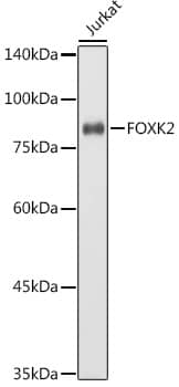 Western Blot: ILF1 Antibody [NBP3-35424] - Western blot analysis of lysates from Jurkat cells, using ILF1 Rabbit pAb at 1:1000 dilution.Secondary antibody: HRP-conjugated Goat anti-Rabbit IgG (H+L) at 1:10000 dilution.Lysates/proteins: 25ug per lane.Blocking buffer: 3% nonfat dry milk in TBST.Detection: ECL Basic Kit.Exposure time: 30s.