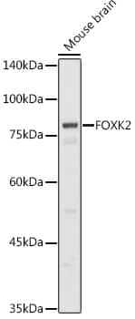 Western Blot: ILF1 Antibody [NBP3-35424] - Western blot analysis of lysates from Mouse brain, using ILF1 Rabbit pAb at 1:1000 dilution.Secondary antibody: HRP-conjugated Goat anti-Rabbit IgG (H+L) at 1:10000 dilution.Lysates/proteins: 25ug per lane.Blocking buffer: 3% nonfat dry milk in TBST.Detection: ECL Basic Kit.Exposure time: 90s.